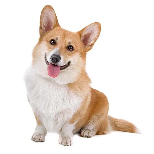 Corgi