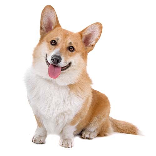 Corgi